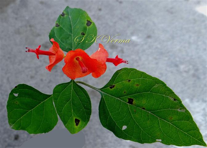  Flowering shoot